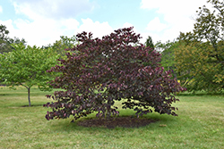 Forest Pansy Redbud (Cercis canadensis 'Forest Pansy') at Ward's Nursery & Garden Center