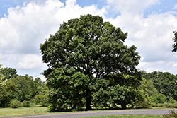 Swamp White Oak (Quercus bicolor) at Ward's Nursery & Garden Center