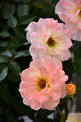 Oso Easy Italian Ice Rose (Rosa 'Chewnicebell') at Ward's Nursery & Garden Center