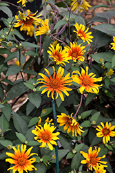 Burning Hearts False Sunflower (Heliopsis helianthoides 'Burning Hearts') at Ward's Nursery & Garden Center