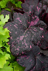 Midnight Rose Coral Bells (Heuchera 'Midnight Rose') at Ward's Nursery & Garden Center