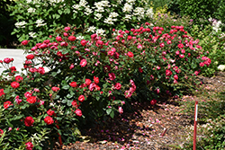 Oso Easy Double Red Rose (Rosa 'Meipeporia') at Ward's Nursery & Garden Center