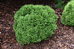 Tater Tot Arborvitae (Thuja occidentalis 'SMNTOBAB') at Ward's Nursery & Garden Center