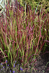 Red Baron Japanese Blood Grass (Imperata cylindrica 'Red Baron') at Ward's Nursery & Garden Center
