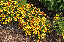 Sizzle And Spice Curry Up Tickseed (Coreopsis verticillata 'Curry Up') at Ward's Nursery & Garden Center