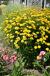 Summer Sun False Sunflower (Heliopsis helianthoides 'Summer Sun') at Ward's Nursery & Garden Center