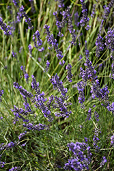 Phenomenal Lavender (Lavandula x intermedia 'Phenomenal') at Ward's Nursery & Garden Center