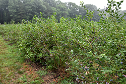 Bluecrop Blueberry (Vaccinium corymbosum 'Bluecrop') at Ward's Nursery & Garden Center