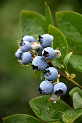 Northblue Blueberry (Vaccinium 'Northblue') at Ward's Nursery & Garden Center