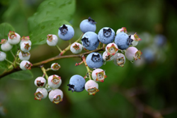 Highbush Blueberry (Vaccinium corymbosum) at Ward's Nursery & Garden Center