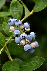 Jersey Blueberry (Vaccinium corymbosum 'Jersey') at Ward's Nursery & Garden Center