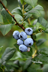 Berkeley Blueberry (Vaccinium corymbosum 'Berkeley') at Ward's Nursery & Garden Center