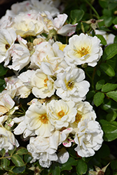 White Drift Rose (Rosa 'Meizorland') at Ward's Nursery & Garden Center