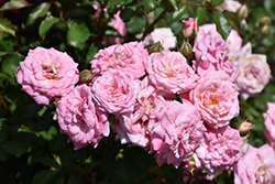 Sweet Drift Rose (Rosa 'Meiswetdom') at Ward's Nursery & Garden Center
