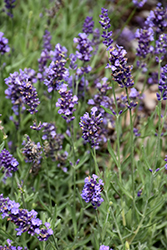 Lavance Purple Lavender (Lavandula angustifolia 'Lavance Purple') at Ward's Nursery & Garden Center