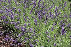 Lavance Purple Lavender (Lavandula angustifolia 'Lavance Purple') at Ward's Nursery & Garden Center