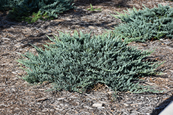Blue Chip Juniper (Juniperus horizontalis 'Blue Chip') at Ward's Nursery & Garden Center