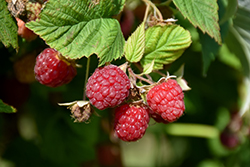 Prelude Raspberry (Rubus 'Prelude') at Ward's Nursery & Garden Center
