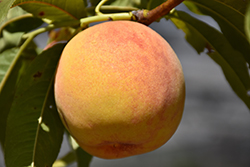 Reliance Peach (Prunus persica 'Reliance') at Ward's Nursery & Garden Center