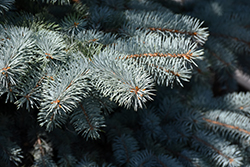 Baby Blue Blue Spruce (Picea pungens 'Baby Blue') at Ward's Nursery & Garden Center