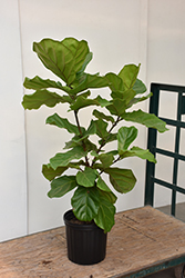 Fiddle Leaf Fig (Ficus lyrata) at Ward's Nursery & Garden Center
