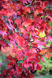 Red Maple (Acer rubrum) at Ward's Nursery & Garden Center