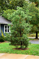 Pitch Pine (Pinus rigida) at Ward's Nursery & Garden Center