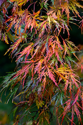 Cutleaf Japanese Maple (Acer palmatum 'Dissectum') at Ward's Nursery & Garden Center