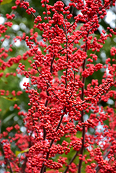 Winter Red Winterberry (Ilex verticillata 'Winter Red') at Ward's Nursery & Garden Center
