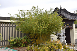 Bisset's Bamboo (Phyllostachys bissetii) at Ward's Nursery & Garden Center