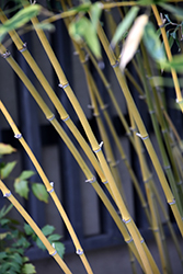 Bisset's Bamboo (Phyllostachys bissetii) at Ward's Nursery & Garden Center