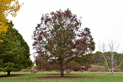 White Oak (Quercus alba) at Ward's Nursery & Garden Center