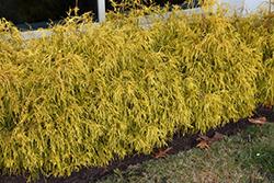 Golden Charm Falsecypress (Chamaecyparis pisifera 'Golden Charm') at Ward's Nursery & Garden Center