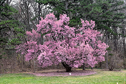 Okame Flowering Cherry (Prunus 'Okame') at Ward's Nursery & Garden Center