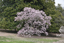 Leonard Messel Magnolia (Magnolia x loebneri 'Leonard Messel') at Ward's Nursery & Garden Center