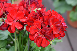 Calliope Medium Dark Red Geranium (Pelargonium 'Calliope Medium Dark Red') at Ward's Nursery & Garden Center