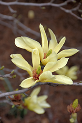 Yellow Bird Magnolia (Magnolia 'Yellow Bird') at Ward's Nursery & Garden Center