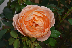 Lady Of Shalott Rose (Rosa 'Ausnyson') at Ward's Nursery & Garden Center