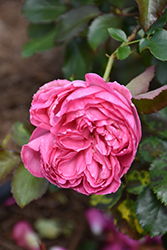 Pretty In Pink Eden Rose (Rosa 'Margaret Mae') at Ward's Nursery & Garden Center