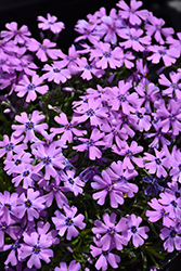 Purple Beauty Moss Phlox (Phlox subulata 'Purple Beauty') at Ward's Nursery & Garden Center