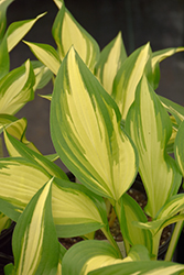 Cool As A Cucumber Hosta (Hosta 'Cool As A Cucumber') at Ward's Nursery & Garden Center