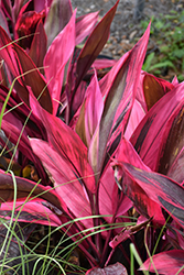 Red Sister Hawaiian Ti Plant (Cordyline fruticosa 'Red Sister') at Ward's Nursery & Garden Center