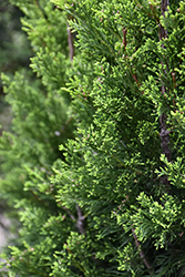 Brodie Redcedar (Juniperus virginiana 'Brodie') at Ward's Nursery & Garden Center