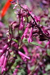 Love And Wishes Salvia (Salvia 'Ser-Wish') at Ward's Nursery & Garden Center