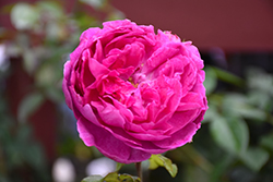 Young Lycidas Rose (Rosa 'Ausvibrant') at Ward's Nursery & Garden Center