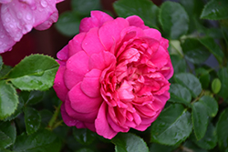 Princess Anne Rose (Rosa 'Auskitchen') at Ward's Nursery & Garden Center