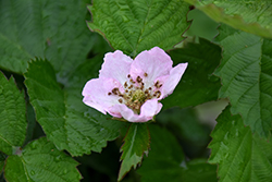 Arapaho Blackberry (Rubus 'Arapaho') at Ward's Nursery & Garden Center