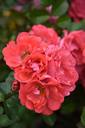 Coral Drift Rose (Rosa 'Meidrifora') at Ward's Nursery & Garden Center