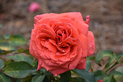 Fragrant Cloud Rose (Rosa 'Fragrant Cloud') at Ward's Nursery & Garden Center