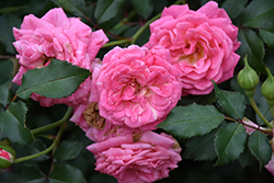 Sweet Drift Rose (Rosa 'Meiswetdom') at Ward's Nursery & Garden Center